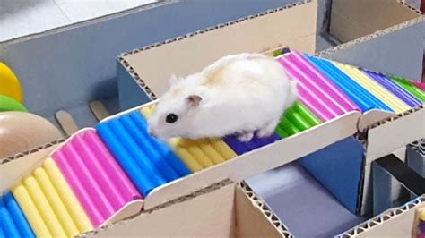 hamster obstacle course|hamsters going through hamster mazes.